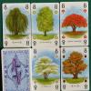 Carte Albero 1