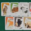 Carte Gatto